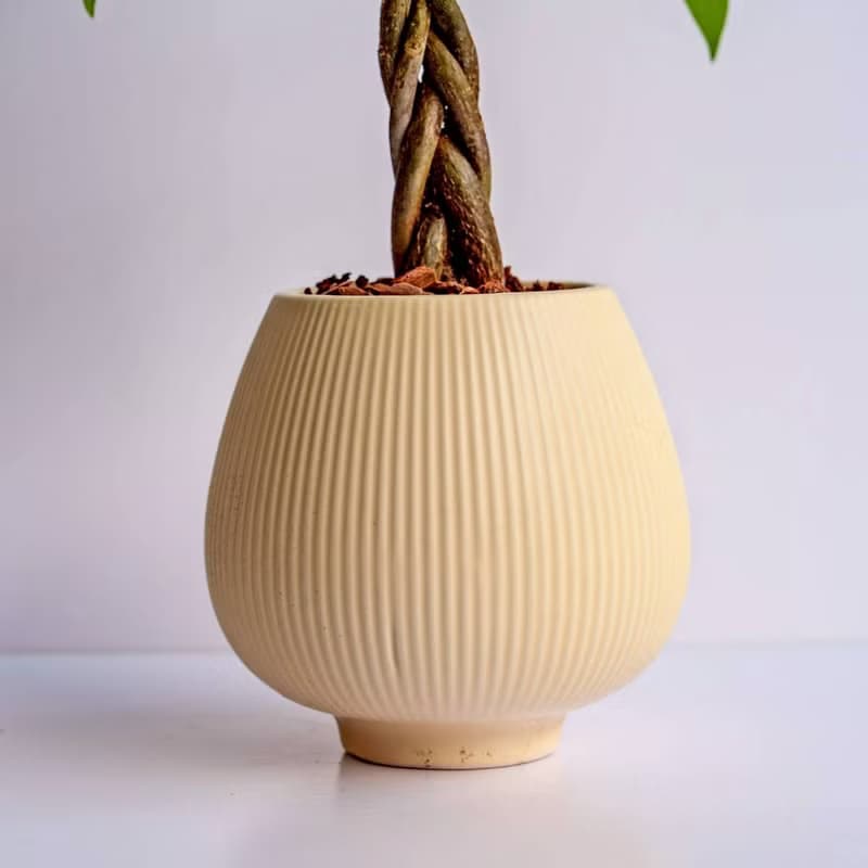 馬拉巴栗 線條圓陶盆淺黃色 窄口 桌上型盆栽 開幕送禮 喬遷禮物