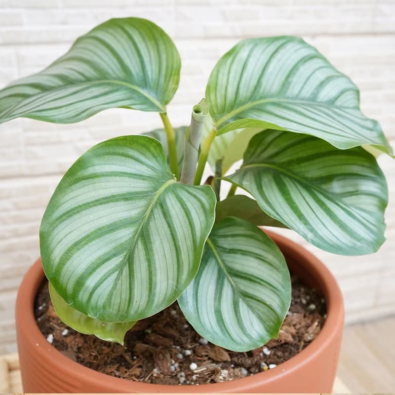【竒植花物】 青蘋果竹芋盆栽 觀賞植物 開幕 喬遷送禮