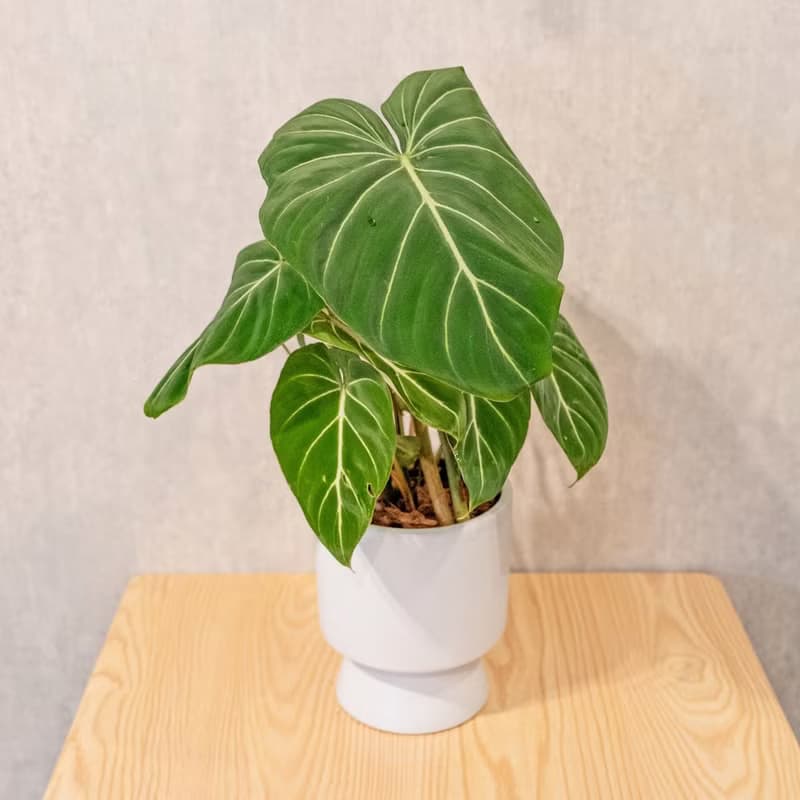 錦緞蔓綠絨盆栽 5寸高腳花盆白 桌上型室內植物推薦 巧繪網植物館