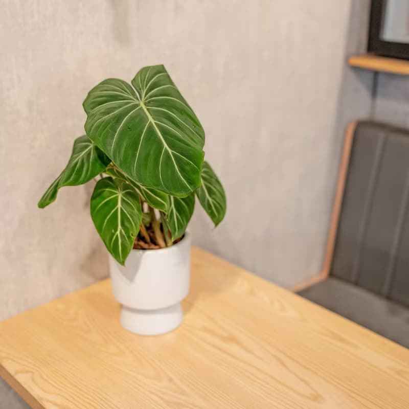 錦緞蔓綠絨盆栽 5寸高腳花盆白 桌上型室內植物推薦 巧繪網植物館