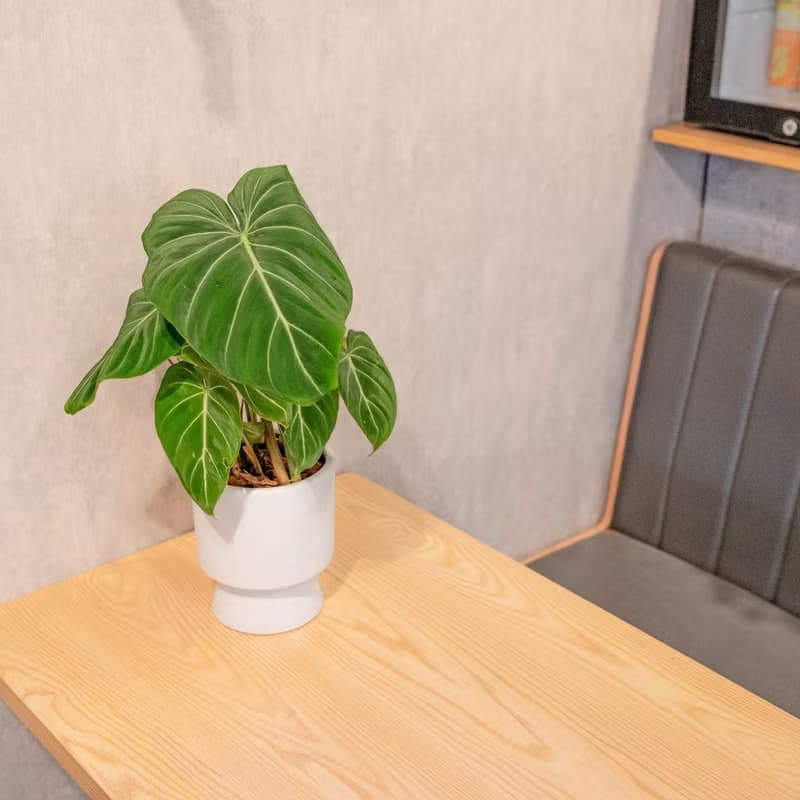 錦緞蔓綠絨盆栽 5寸高腳花盆白 桌上型室內植物推薦 巧繪網植物館