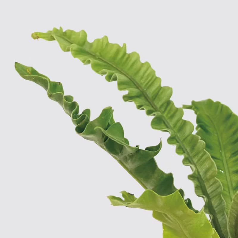 │ 方盆系列 │銀翼山蘇 - 觀葉植物 水耕盆栽 波浪葉