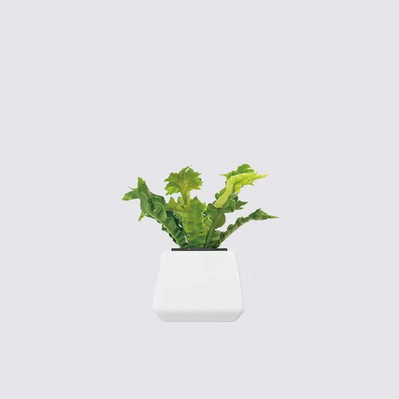 │ 方盆系列 │銀翼山蘇 - 觀葉植物 水耕盆栽 波浪葉