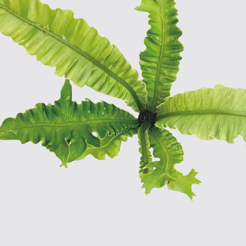 │ 方盆系列 │銀翼山蘇 - 觀葉植物 水耕盆栽 波浪葉