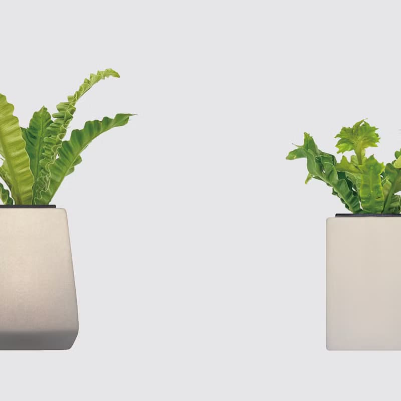 │ 方盆系列 │銀翼山蘇 - 觀葉植物 水耕盆栽 波浪葉