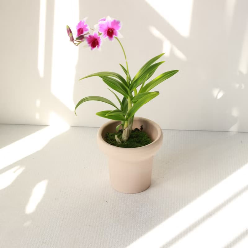 植栽 盆栽 l 迷你石斛蘭 最可愛的蘭花 室內盆栽 辦公室盆栽