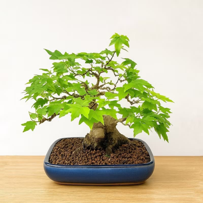 小品盆栽・日本宮樣楓・ミヤサマカエデ