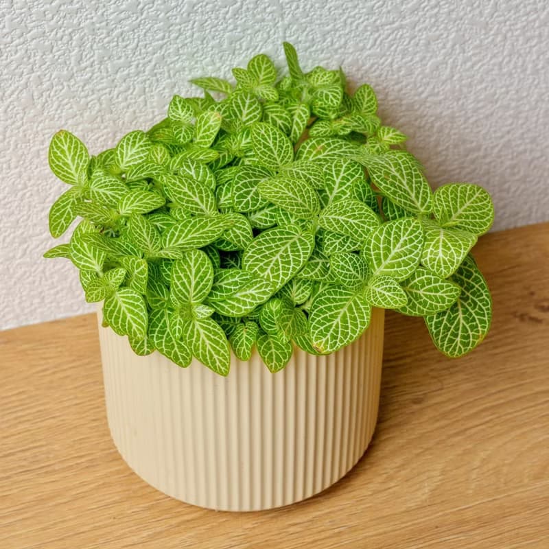 檸檬網紋草 莫蘭迪色系直紋陶盆 室內植物 觀葉植物 禮物 盆栽