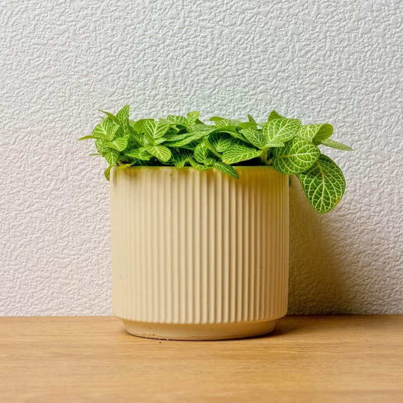檸檬網紋草 莫蘭迪色系直紋陶盆 室內植物 觀葉植物 禮物 盆栽