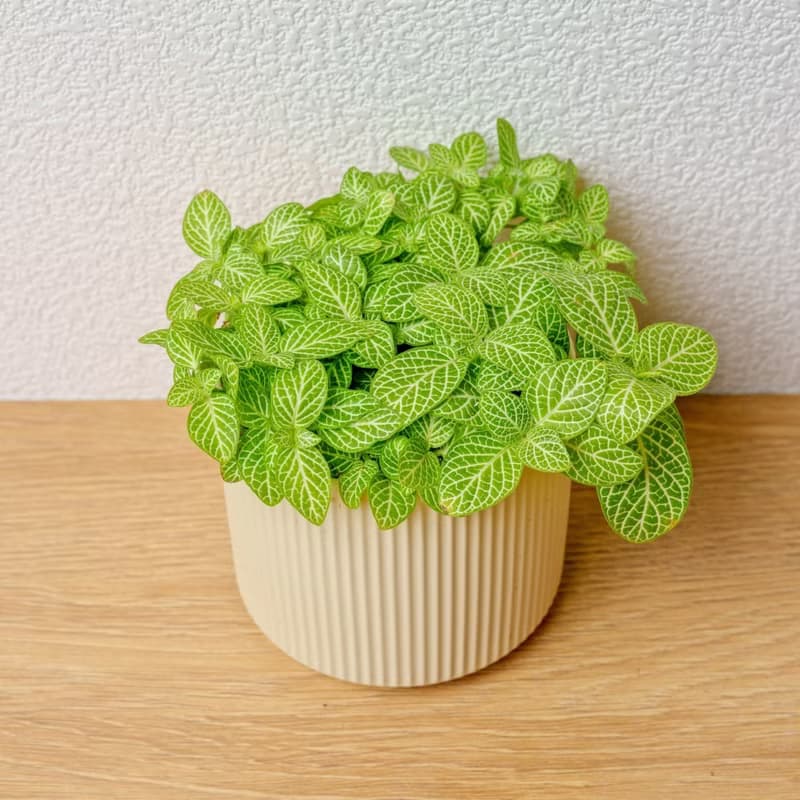 檸檬網紋草 莫蘭迪色系直紋陶盆 室內植物 觀葉植物 禮物 盆栽