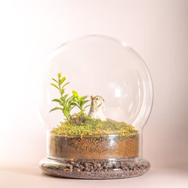 苔蘚與扭蛋系列－動物的太空基地