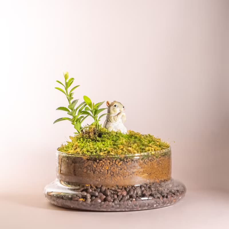 苔蘚與扭蛋系列－動物的太空基地