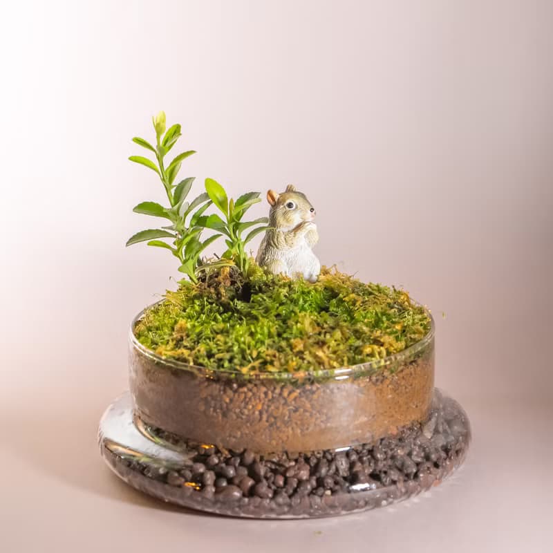 苔蘚與扭蛋系列－動物的太空基地