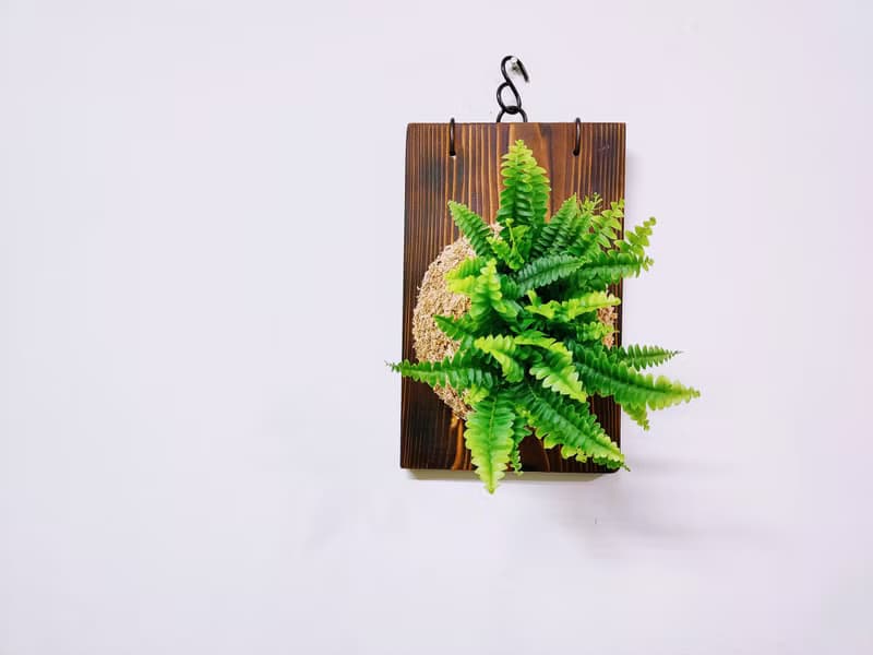 迷你波士頓腎蕨苔球│板植│室內植物│窗邊植物│觀葉植物