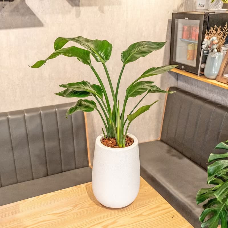 天堂鳥白水滴磨石盆栽 開幕花盆 觀葉植物 居家裝飾