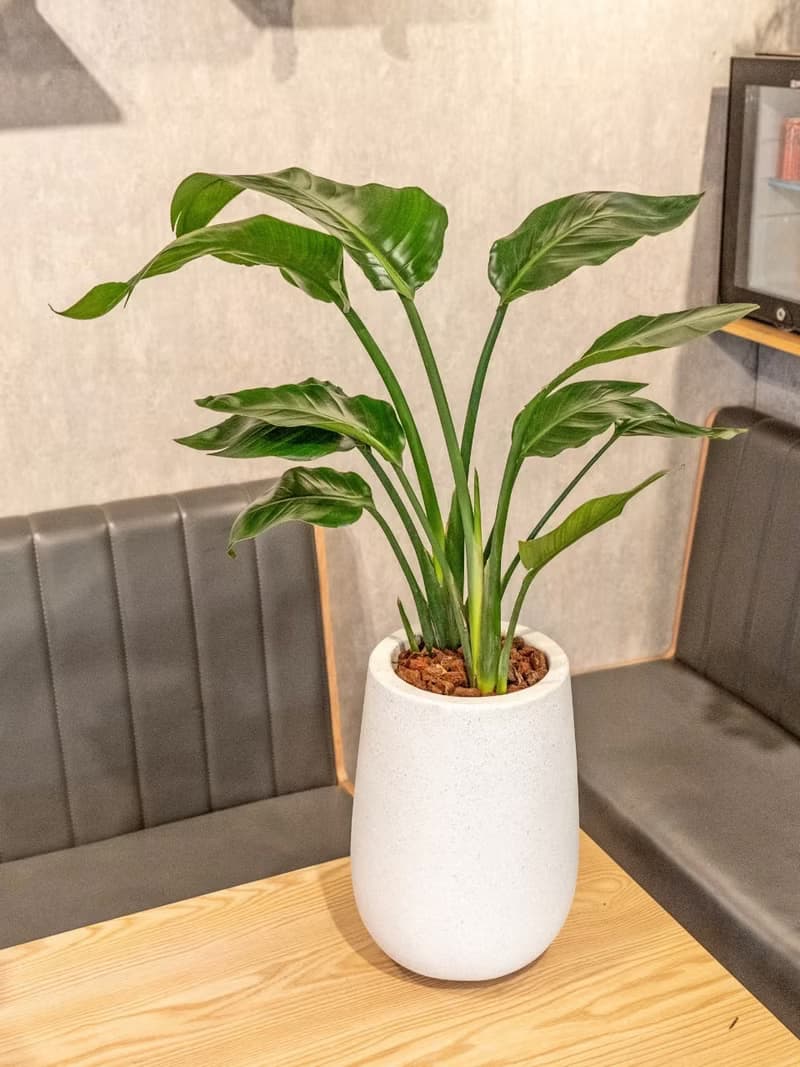 天堂鳥白水滴磨石盆栽 開幕花盆 觀葉植物 居家裝飾