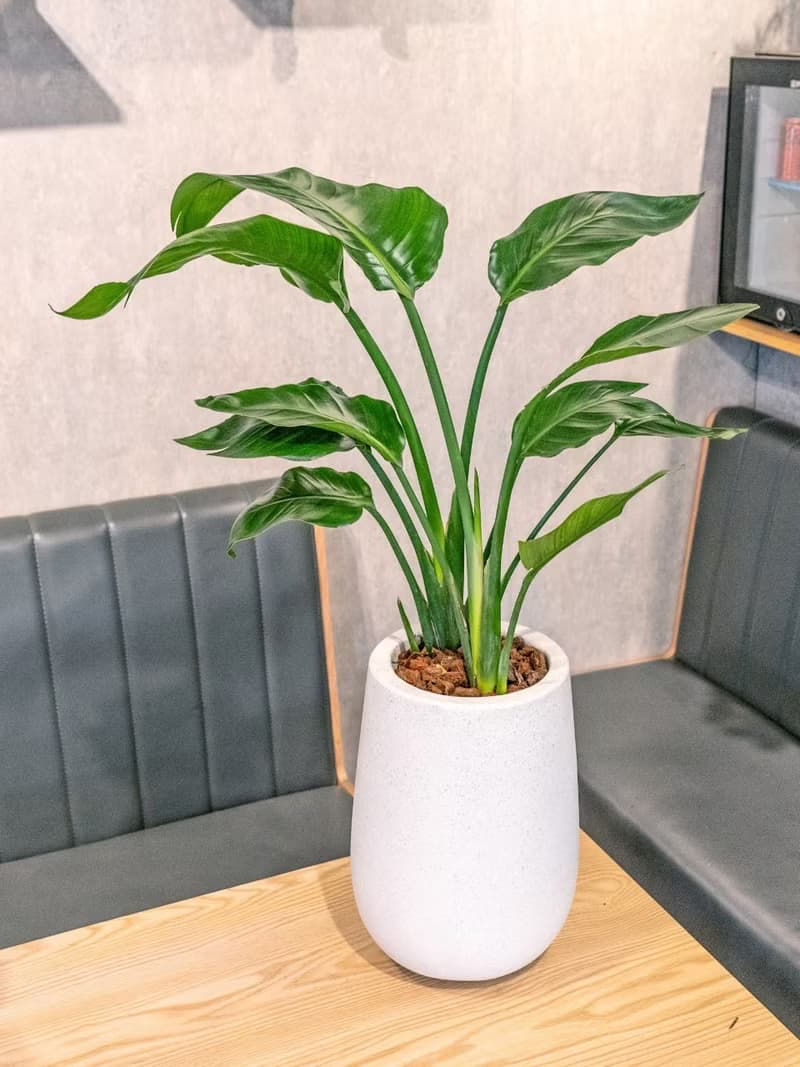 天堂鳥白水滴磨石盆栽 開幕花盆 觀葉植物 居家裝飾