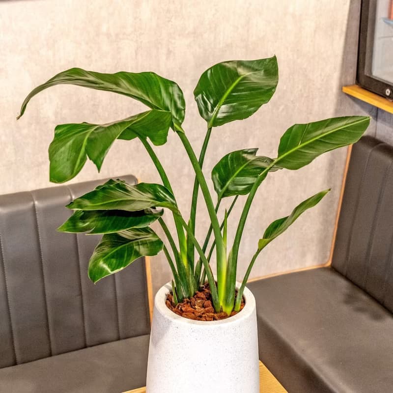 天堂鳥白水滴磨石盆栽 開幕花盆 觀葉植物 居家裝飾