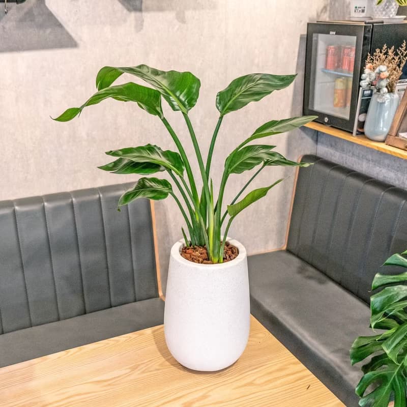 天堂鳥白水滴磨石盆栽 開幕花盆 觀葉植物 居家裝飾