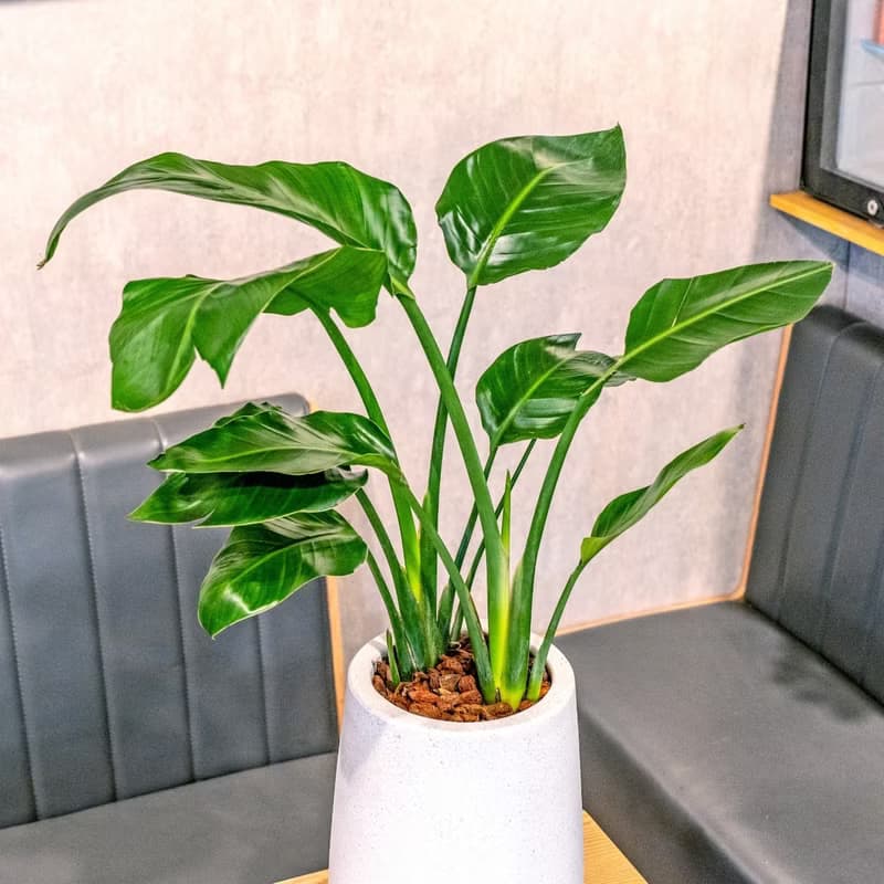 天堂鳥白水滴磨石盆栽 開幕花盆 觀葉植物 居家裝飾