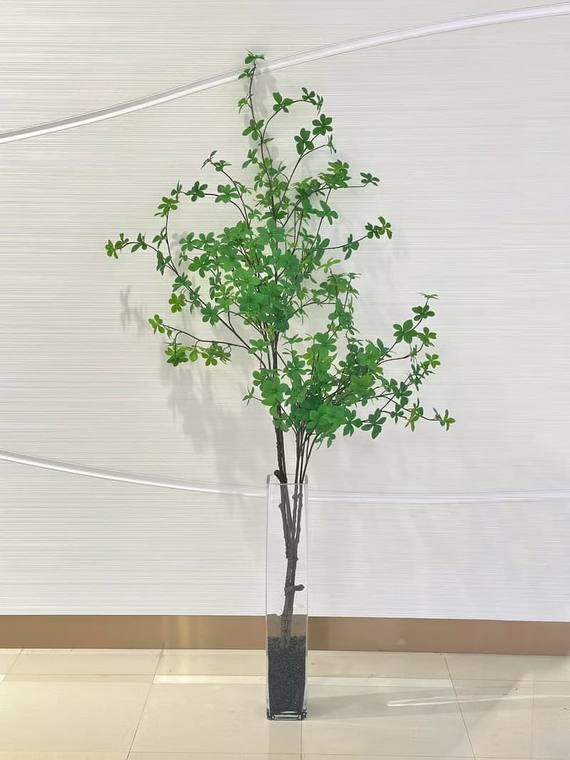 日本吊鐘樹波蘭玻璃植栽 免運專人配送限雙北市 其餘地區需補運費
