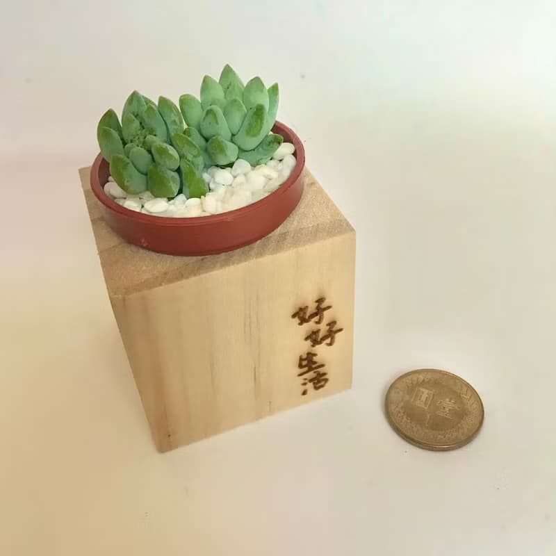 迷你松木磁鐵盆栽 手寫系列 好好生活
