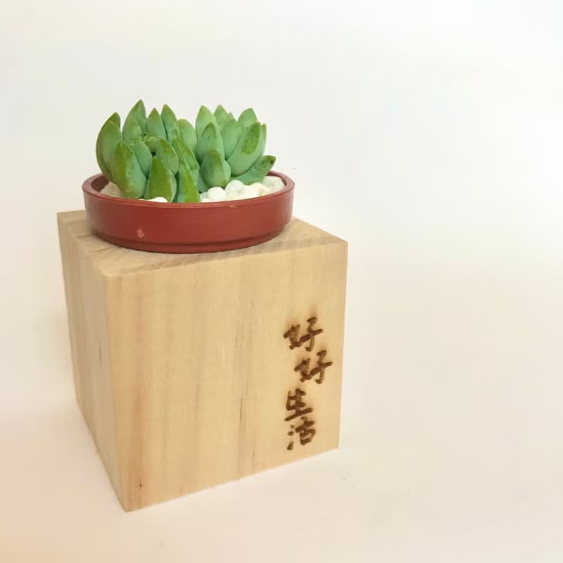迷你松木磁鐵盆栽 手寫系列 好好生活