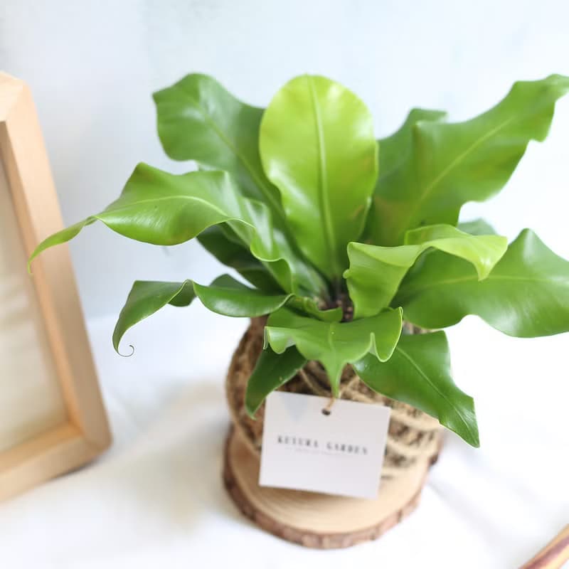 PD06山蘇小苔球 / 寵物友善室內植物