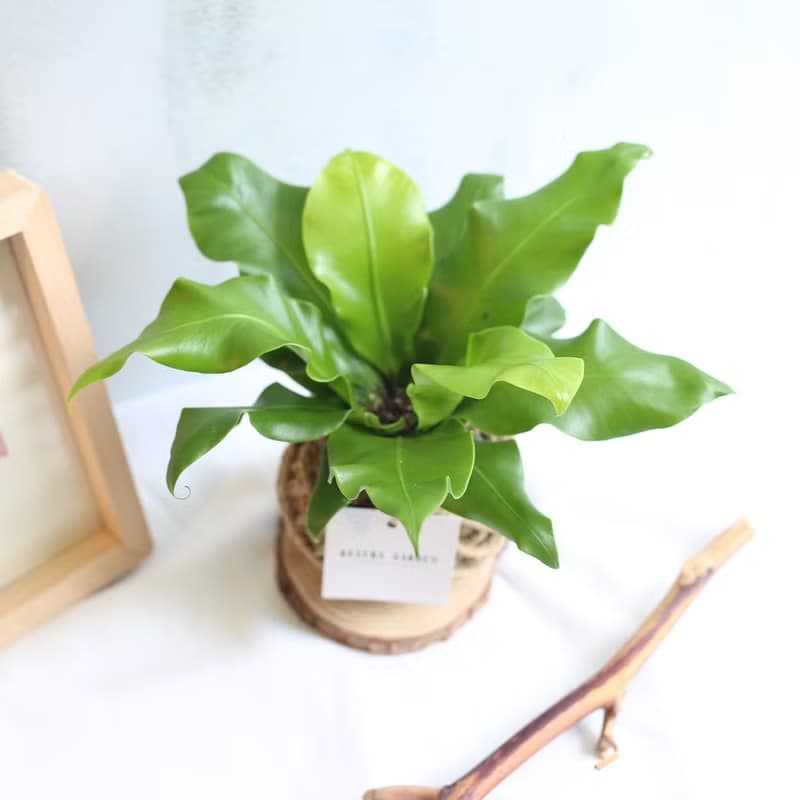 PD06山蘇小苔球 / 寵物友善室內植物