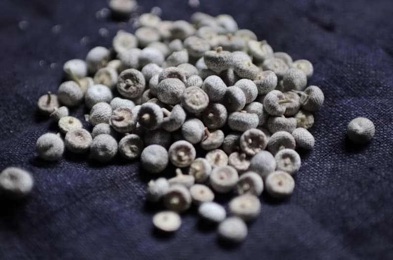 MU  中藥材Remnant系列  谷精草耳環 925銀
