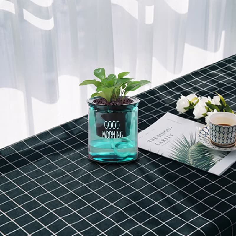 植栽 室內盆栽 圓葉椒草 招財 懶人盆栽