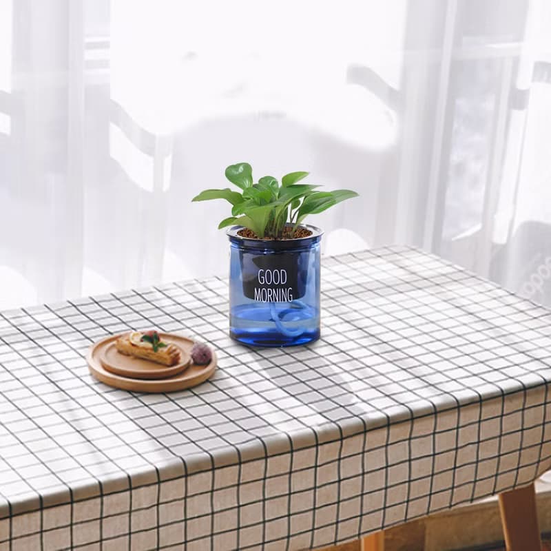 植栽 室內盆栽 圓葉椒草 招財 懶人盆栽