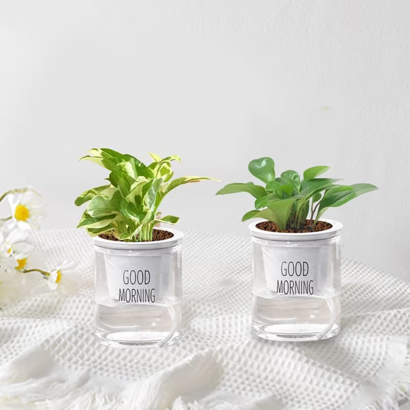 植栽 室內盆栽 圓葉椒草 招財 懶人盆栽