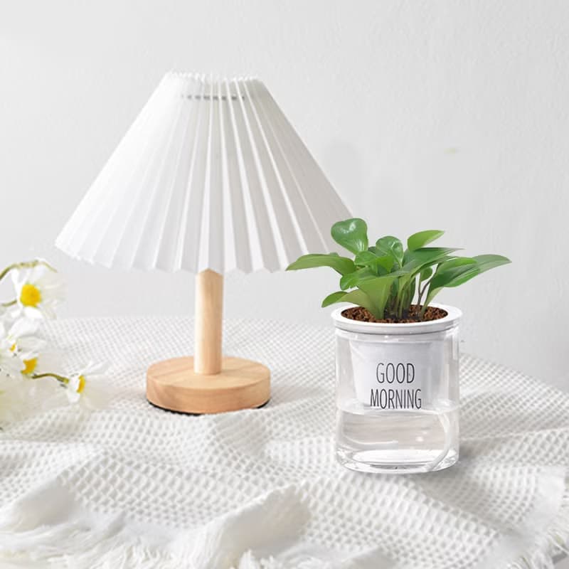 植栽 室內盆栽 圓葉椒草 招財 懶人盆栽