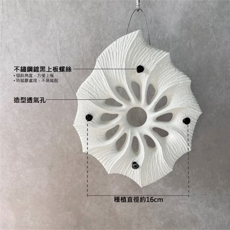 星谷Light Forest 菊石M 米白 鹿角蕨水泥板 交換禮物 細箘 玉女