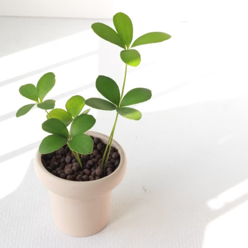 植栽 盆栽 l 幸運鐵樹  冰淇淋杯陶盆 太可愛四片葉  低光源也行