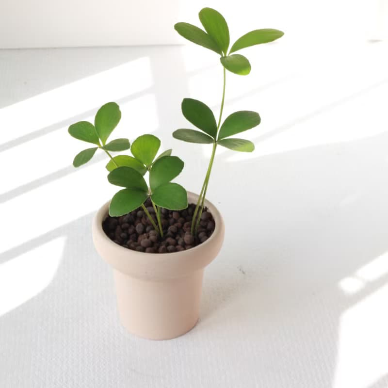 植栽 盆栽 l 幸運鐵樹  冰淇淋杯陶盆 太可愛四片葉  低光源也行