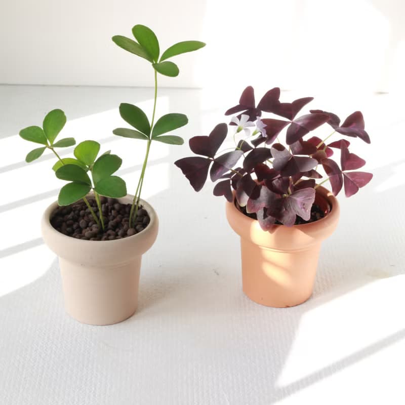 植栽 盆栽 l 幸運鐵樹  冰淇淋杯陶盆 太可愛四片葉  低光源也行