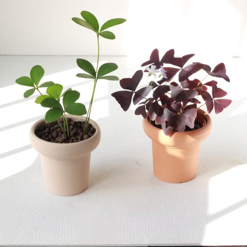 植栽 盆栽 l 幸運鐵樹  冰淇淋杯陶盆 太可愛四片葉  低光源也行