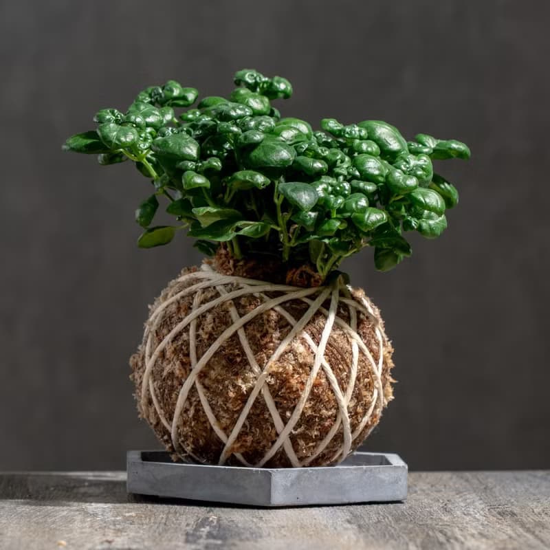 彈簧草苔球 苔球植物 苔玉 室內植物 辦公室植物 交換禮物