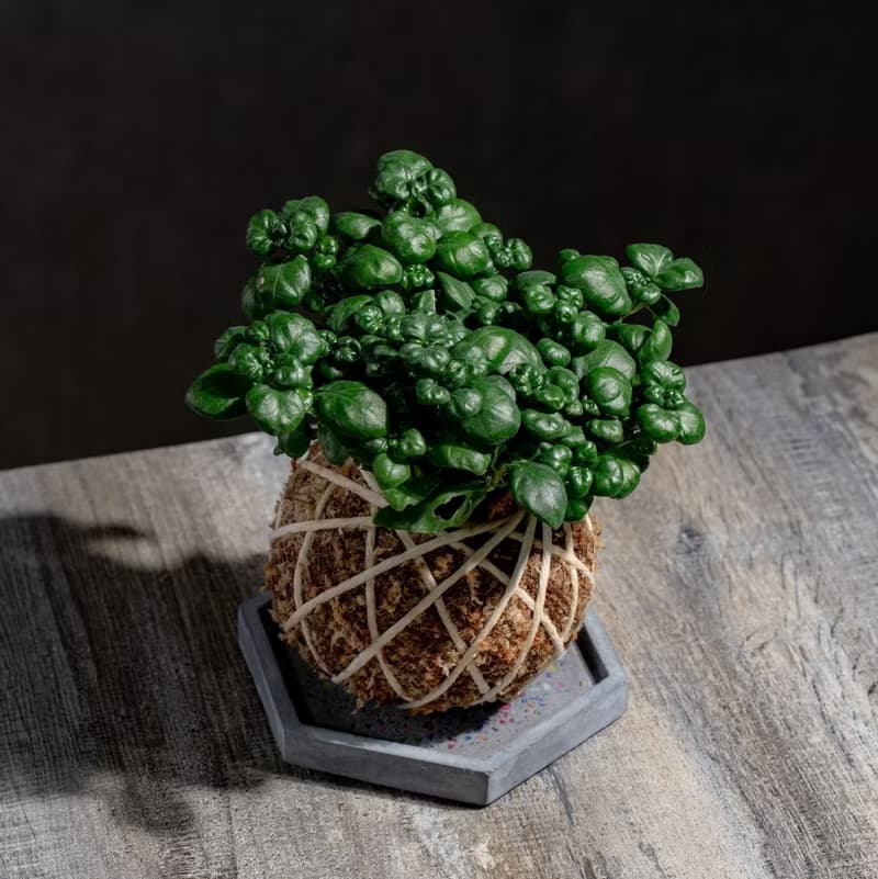 彈簧草苔球 苔球植物 苔玉 室內植物 辦公室植物 交換禮物