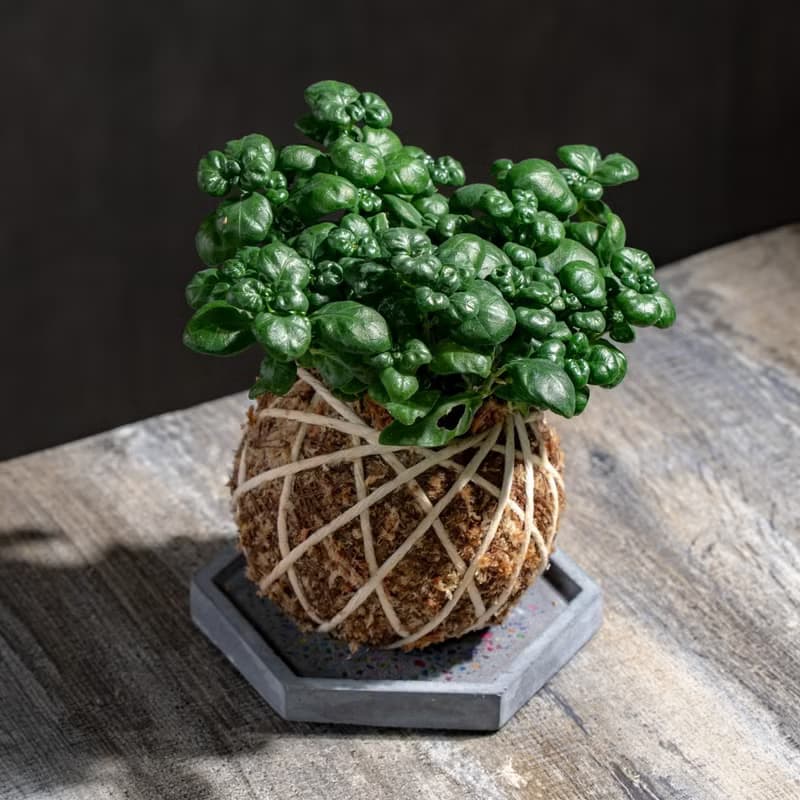 彈簧草苔球 苔球植物 苔玉 室內植物 辦公室植物 交換禮物