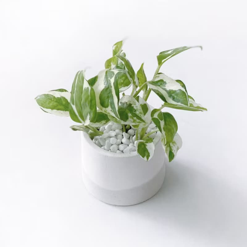 (現貨) 白灰漸層系列 | 白金葛 室內植栽 圓形雙色水泥觀葉盆栽