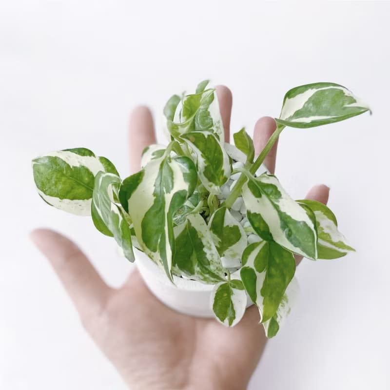 (現貨) 白灰漸層系列 | 白金葛 室內植栽 圓形雙色水泥觀葉盆栽