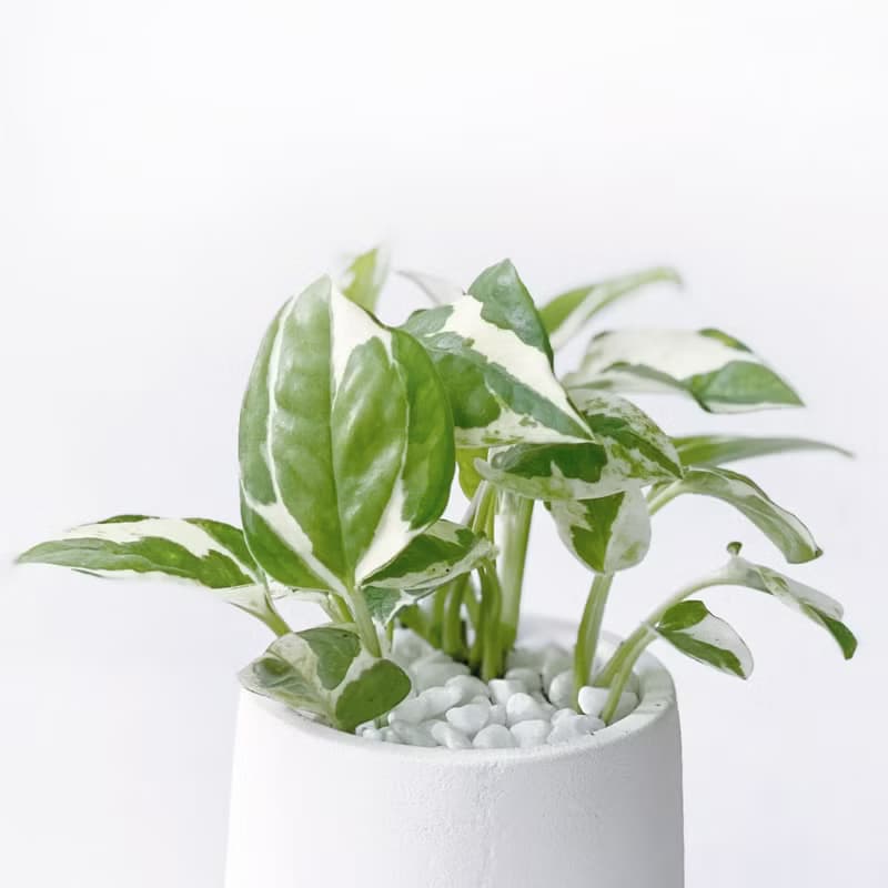 (現貨) 白灰漸層系列 | 白金葛 室內植栽 圓形雙色水泥觀葉盆栽