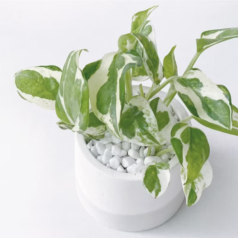 (現貨) 白灰漸層系列 | 白金葛 室內植栽 圓形雙色水泥觀葉盆栽