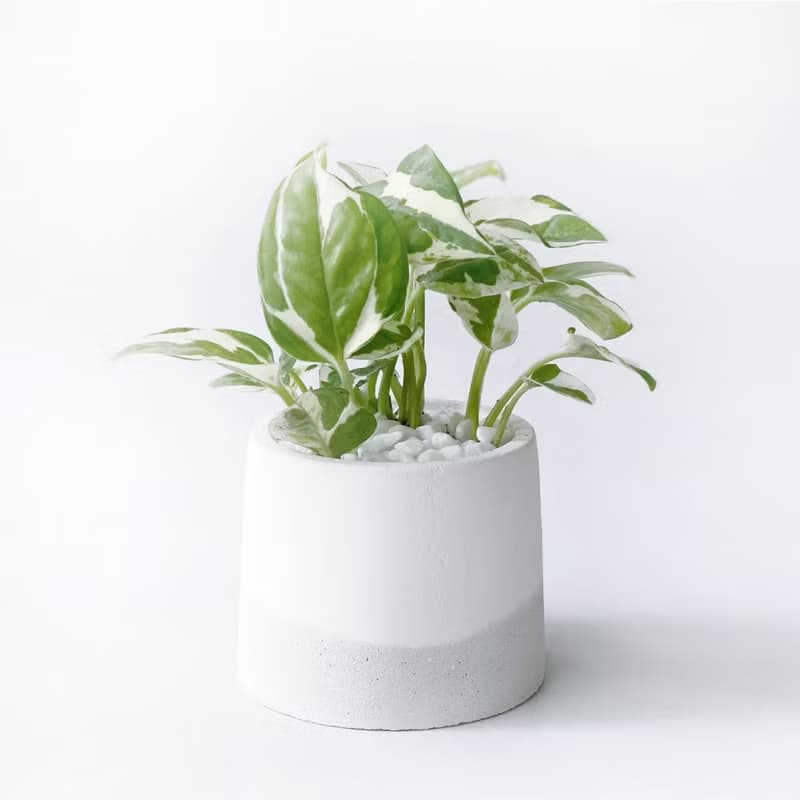 (現貨) 白灰漸層系列 | 白金葛 室內植栽 圓形雙色水泥觀葉盆栽