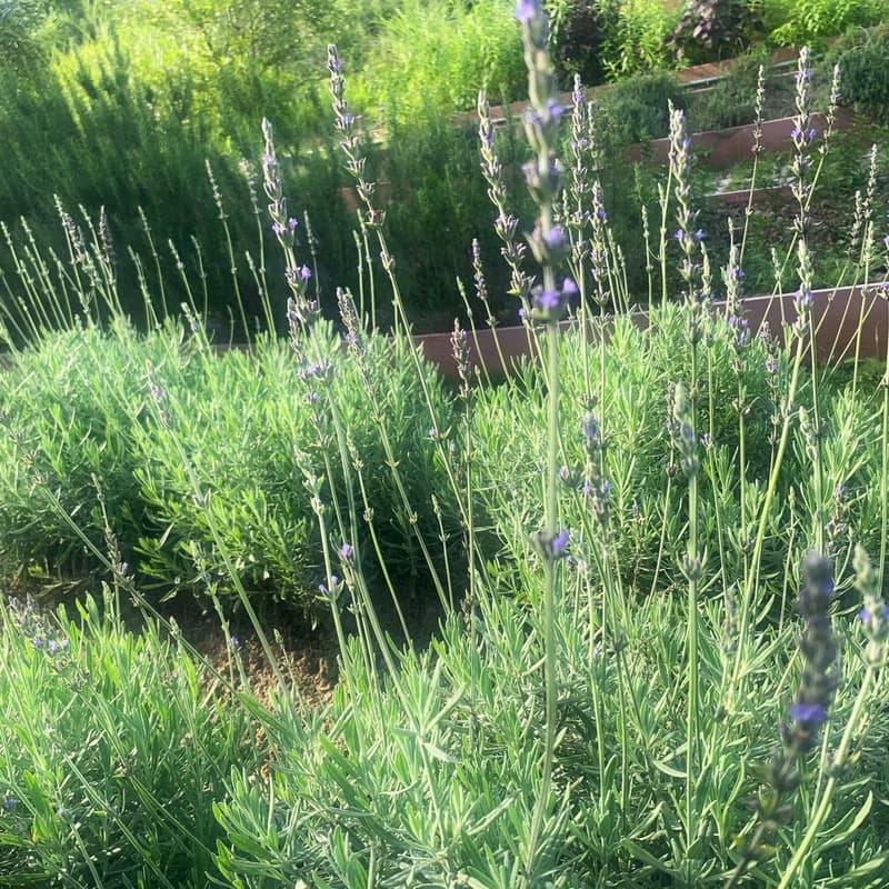 薰衣草花茶包-農園4種純淨香草-甜薰衣草+馬鬱蘭+綠薄荷+甜菊