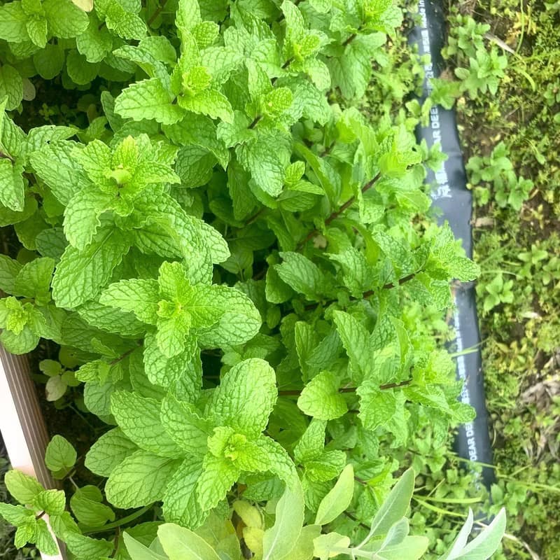 薰衣草花茶包-農園4種純淨香草-甜薰衣草+馬鬱蘭+綠薄荷+甜菊