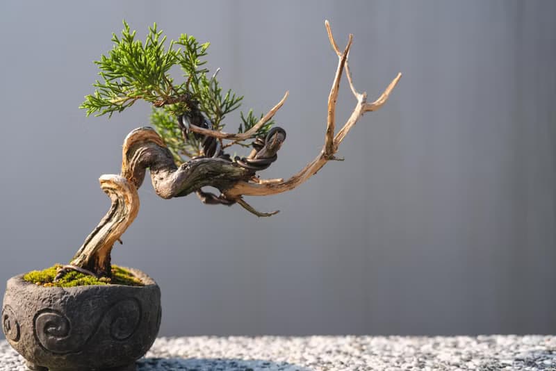 日系盆栽品種 糸魚川真柏盆栽 細魚川造型小盆栽 幹身造型多變